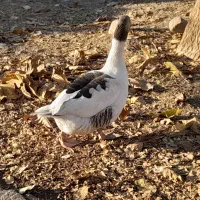 فروش دوعدد اردک یک عدد جوجه سلطان یک عدد غاز ماده|حیوانات مزرعه|یاسوج, |دیوار