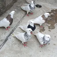 طوقی طوقی|پرنده|ارومیه, |دیوار