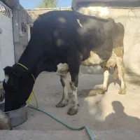 فروش گاو|حیوانات مزرعه|خوی, |دیوار