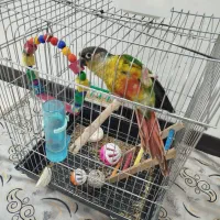 پرنده گرینچیک گرین چیک سخنگو و رام