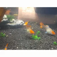 گوپی کوی بالن|ماهی|تهران, مهرآباد|دیوار