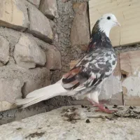 شازده و سوسکی