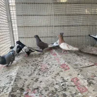 کبوتر سینه|پرنده|داراب, |دیوار