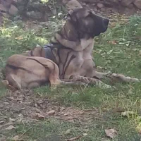 توله نر خراسانی|سگ|جوین, |دیوار