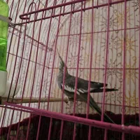 عروس هلندی دستی