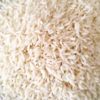 برنج طارم هاشمی دوباره کشت نوج|خوردنی و آشامیدنی|بابل, |دیوار