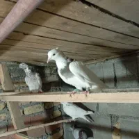 کبوتر طوقی ،دورگ سفید ،کوهی|پرنده|آشخانه, |دیوار