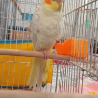 عروس هلندی . لوتینو