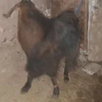 تکه دو رگه|حیوانات مزرعه|نیمبلوک, |دیوار