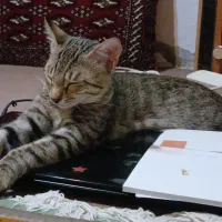 واگذاری پیشی کوچولو پسر