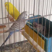 مرغ عشق با ۵عدد جوجه.|پرنده|اهواز, شهرک اکباتان|دیوار