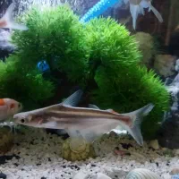 آکواریوم ماهی پنکوسه گیاهخوار