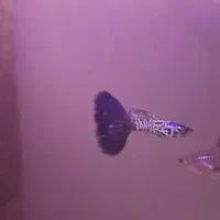 بچه گوپی یک ماهه بلو کبری|ماهی|تهران, نیروی هوایی (پیروزی)|دیوار