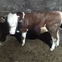 فروش گوساله نر