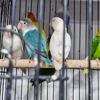 کوتوله رنگی|پرنده|زاهدان, |دیوار