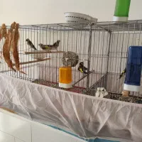 ماهی .سهره سر سیاه