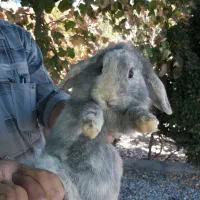 دو عدد خرگوش از نژتد لوپ|موش و خرگوش|خمینی‌شهر, |دیوار