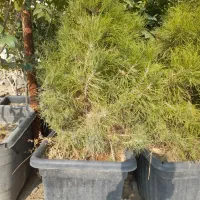 یاس هلندی|خدمات باغبانی و درختکاری|مشهد, باغ فراگرد|دیوار