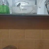 معاوضه انگشتر باقناری ماده