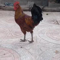 یک عدد خروس محلی جوان به فروش میرسد