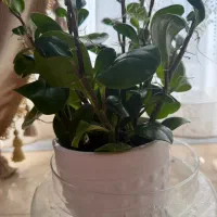 گل قاشقی سبز