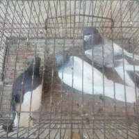 کفتر شهری|پرنده|شیراز, احمدآباد|دیوار