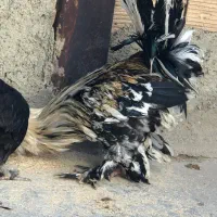 خروس سلطان|حیوانات مزرعه|مشکین‌دشت, |دیوار