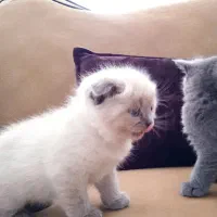 فروش دو عدد گربه