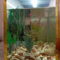 فروش آکواریوم با تمام وسایل تزئینی|ماهی|مراغه, |دیوار