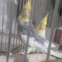 عروس ابلغ یک ساله|پرنده|قم, ولیعصر|دیوار