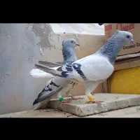 چند جفت کبوتر عتیقه|پرنده|مه ولات, |دیوار