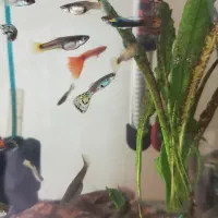 ماهی گوپی|ماهی|تهران, تهرانپارس غربی|دیوار