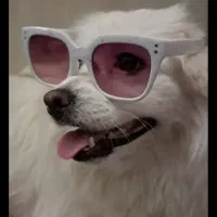 سگ پامر ماده|سگ|سبزوار, باهنر|دیوار