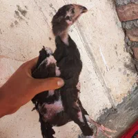 جوجه لاری|حیوانات مزرعه|سنگدوین, |دیوار