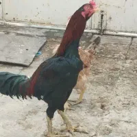 تخم نطفه دار لاری روزی پنج عدد