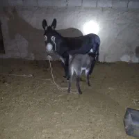 شیرالاغ کرمان شهرستان بردسیرروستای نارپ|خوردنی و آشامیدنی|بردسیر, |دیوار