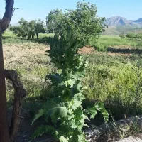 زمین کشاورزی بارانی درجه یک