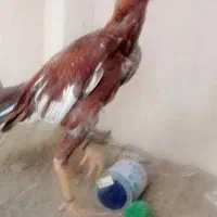 خروس سوران|حیوانات مزرعه|سیب و سوران, |دیوار