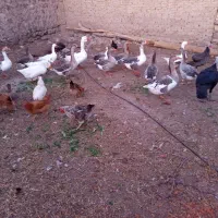 غاز محل بوقلمون و مرغ تخمگذار|حیوانات مزرعه|مشگین شهر, |دیوار