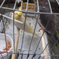 عروس هلندی|پرنده|لاهیجان, کوی خزر|دیوار