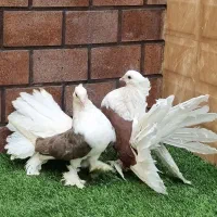 کبوتر تزئینی و زینتی دم چتری آمریکایی و طوقی