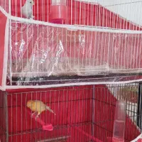 قناری|پرنده|مشهد, خلق آباد سفلی|دیوار