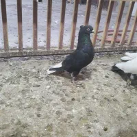 دمسیاه ماده اشعل کوهی دورک|پرنده|باوی, |دیوار