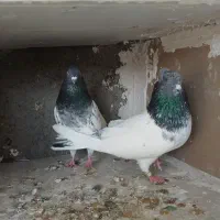 کبوتر کله سبز