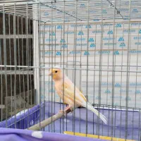 قناری ماده  سهره عروس هلندی