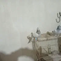 دوعدد دم سفید ماده