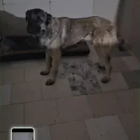 سگ نگهبان|سگ|اصفهان, شهرک پارسیان|دیوار