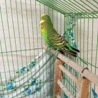 مرغ عشق نر