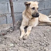 سگ گله بدردبخور