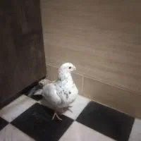 ساعت و کفتر معاوضه|ساعت دیواری و تزئینی|قائن, |دیوار